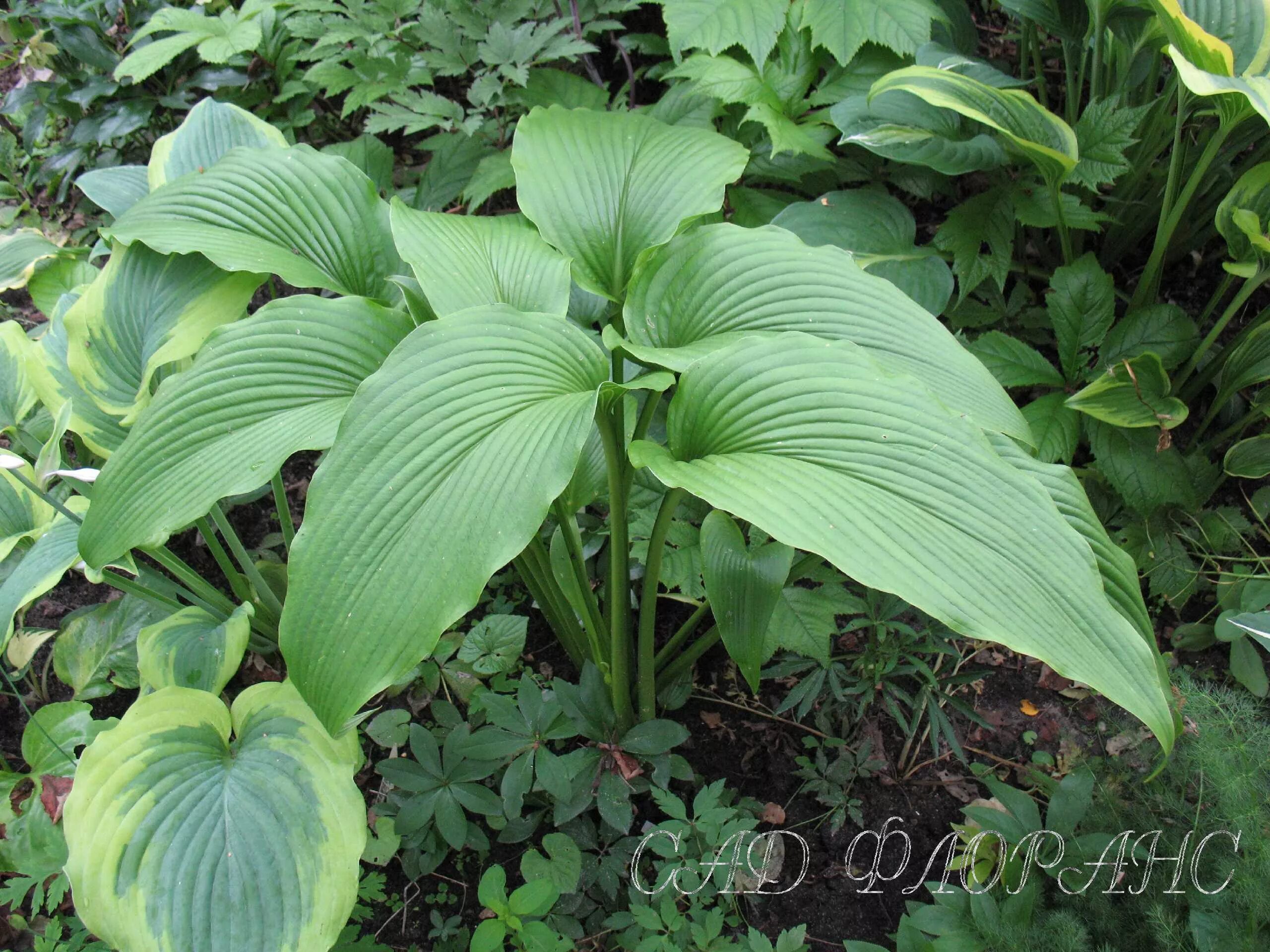 хоста джейд каскад. хоста lalala long. хоста хоста криспула. хоста marginata. хоста purple haze.