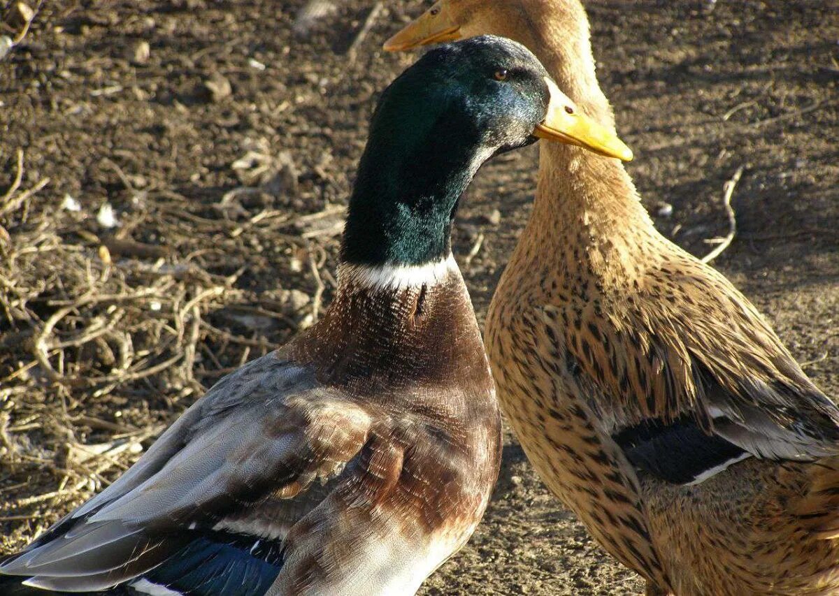 хаки-кемпбелл порода уток. утята агидель башкирка. утки башкирской породы. башкирская мускусная утка. утки фаворит башкирка.