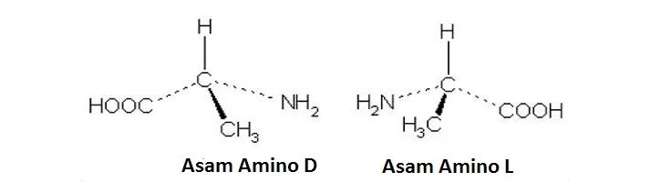 L amino acid