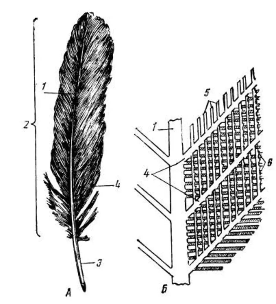 Кожа и перья птиц. Строение контурного махового пера. Строение опахала контурного пера. Схема строения опахала у птиц. Строение опахала пера птицы.
