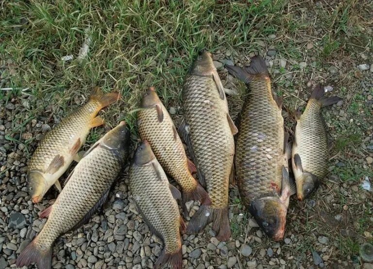 Донской сазан. Сазан (Cyprinus Carpio). Амурский сазан. Рыбалка на сазана.