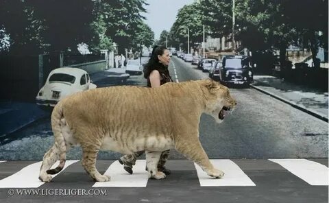 Самый тяжелый лев