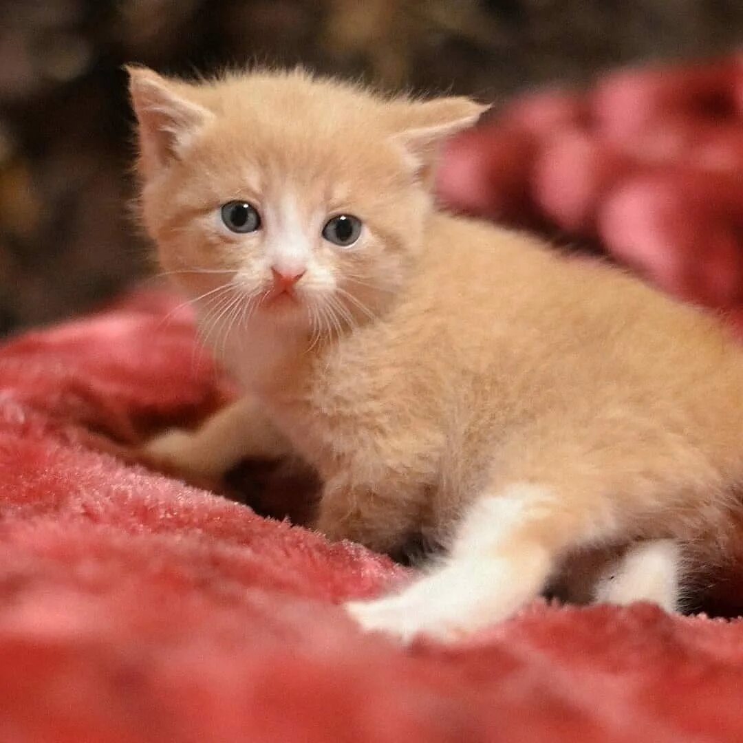 1 месячные котята. котята 1 месяц фото обычные. котенок 1. кошечка 1 месяц. кошечка 1 месяц.