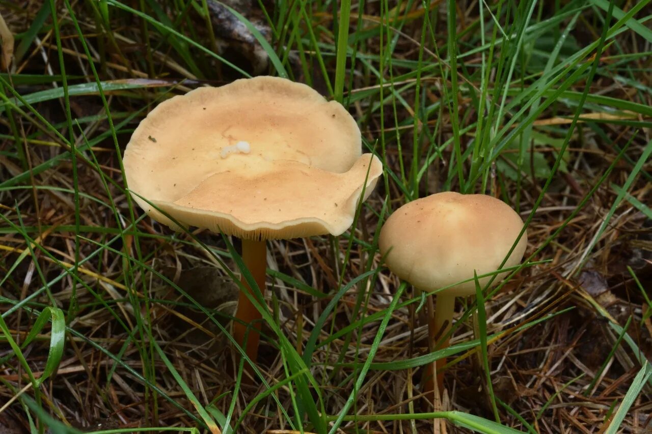 ядовитые грибы беларуси. галюнационные грибы в беларуси. грибы беларусь фото. грибы из белоруссии. съедобные грибы беларуси.
