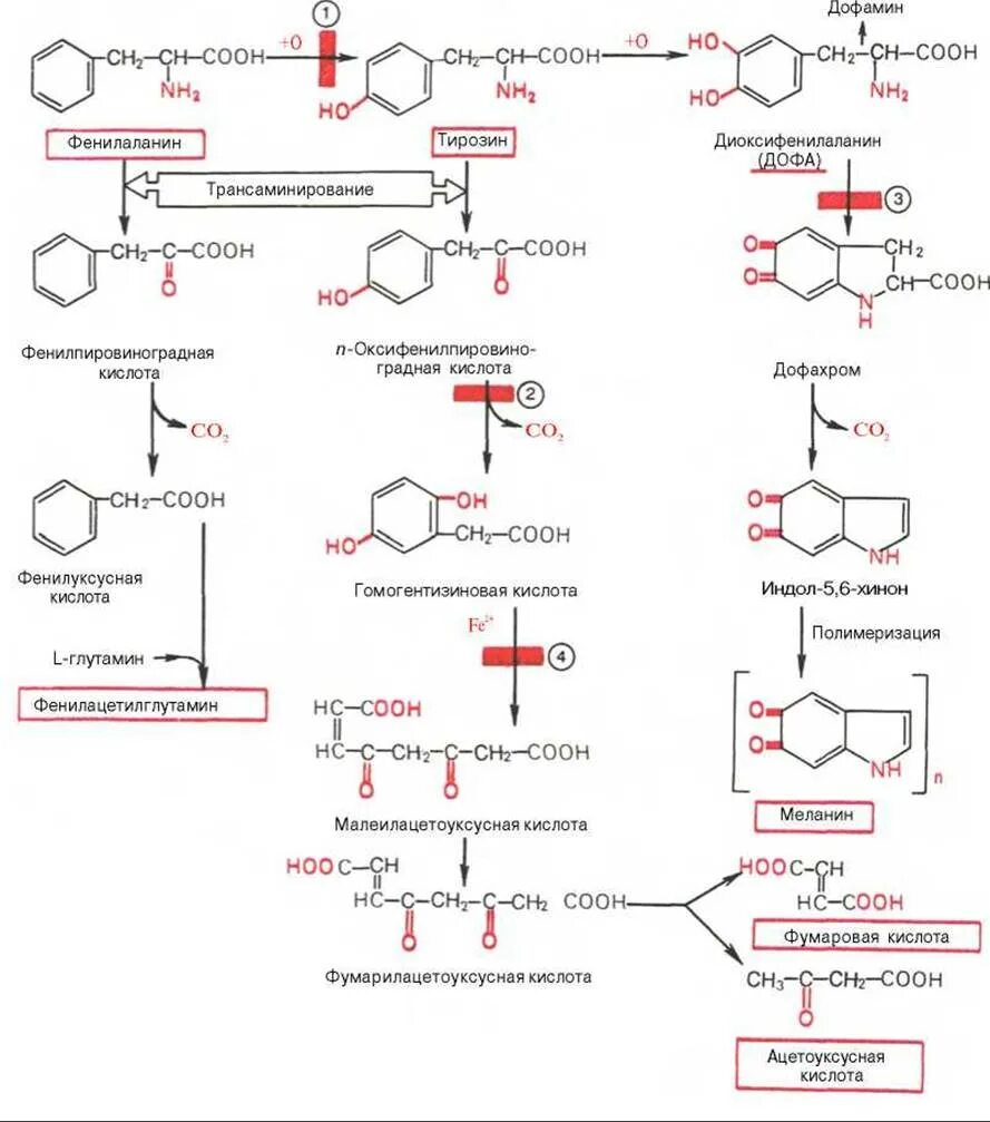 Фенилаланин биохимия. Схема реакций обмена фенилаланина. Катаболизм тирозина схема. Схема превращения фенилаланина. Схема превращения фенилаланина и тирозина.