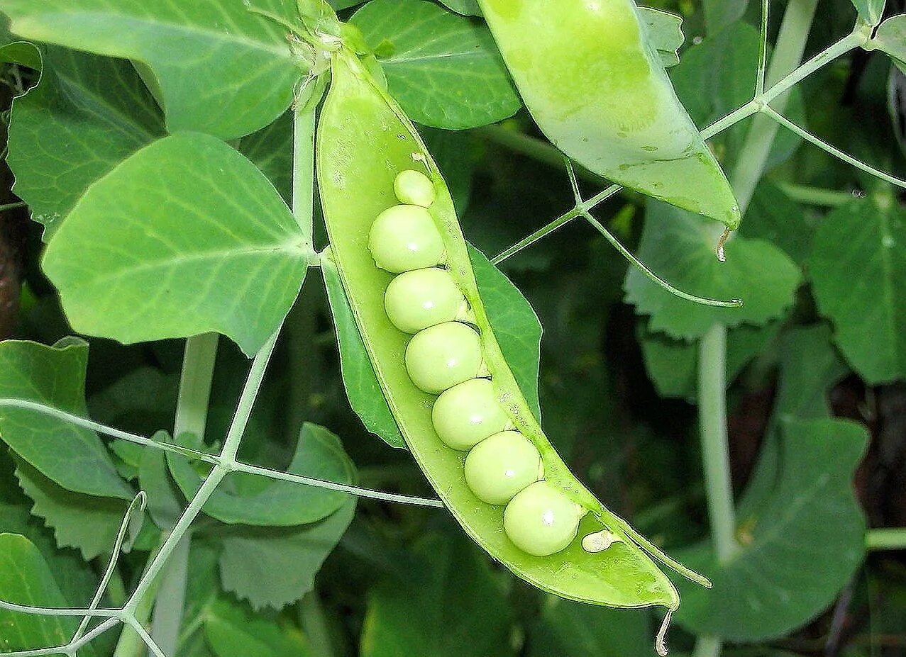 Горох амброзия. Горох семейство Мотыльковые. Лущильный горох. Pisum sativum - горох посевной. Наука горох