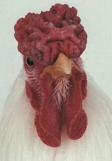 Необычные курицы