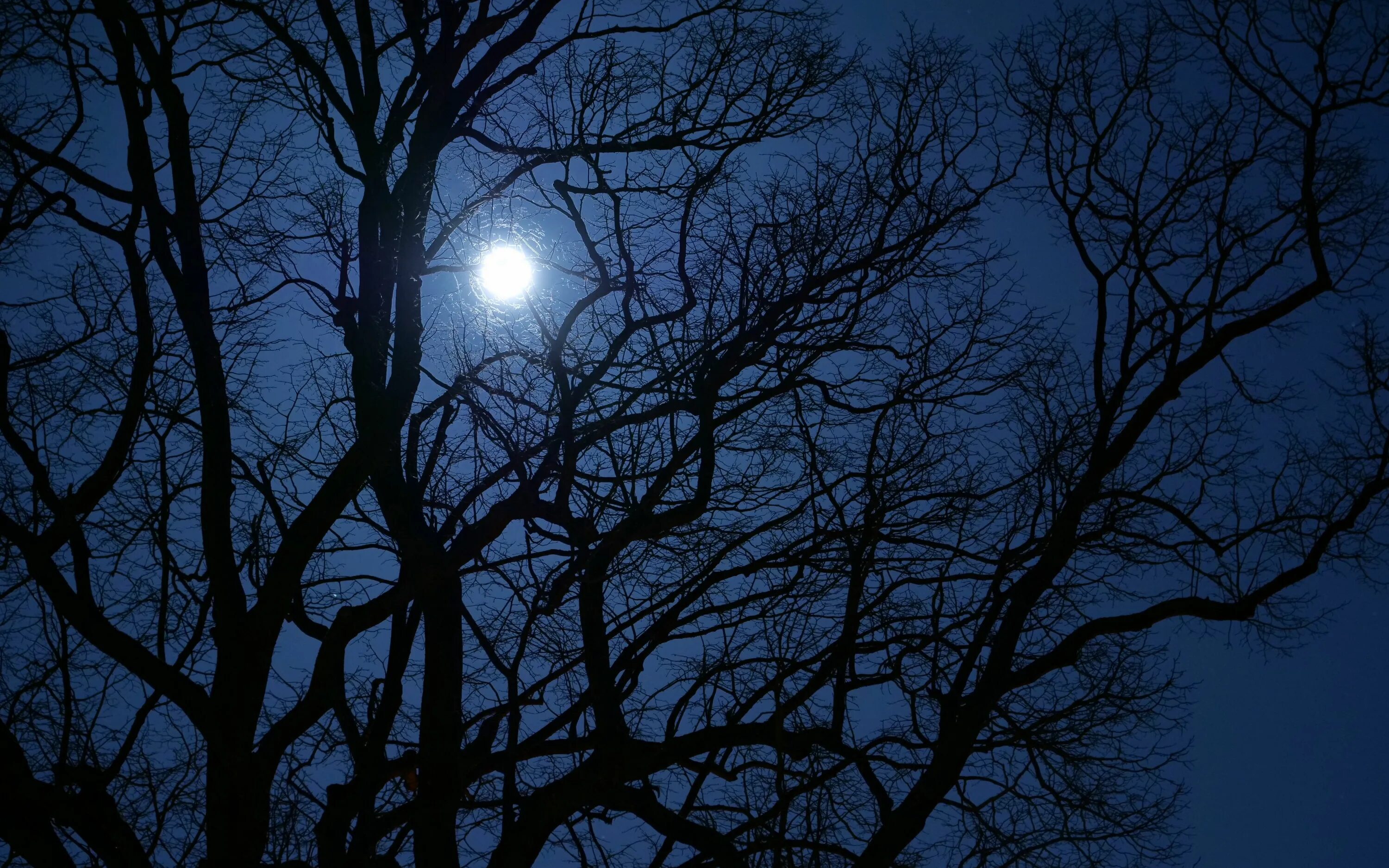 В круг дерева ночи. Дерево ночью. Ветка дерева ночью. Темная Луна. Луна через ветки деревьев.