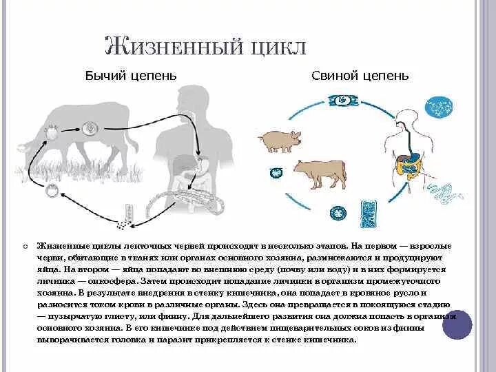 Цикл развития ленточных червей. Цикл развития ленточного червя. Жизненный цикл бычьего цепня схема. Класс ленточные черви цикл развития.