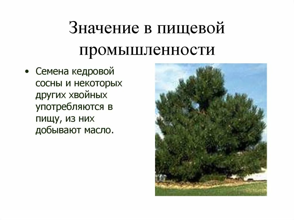 Каково значение хвойных растений в природе назовите. Значение сосны кедровой. Значение сосны в природе. Роль хвойных растений в жизни человека. Сосна в жизни человека.