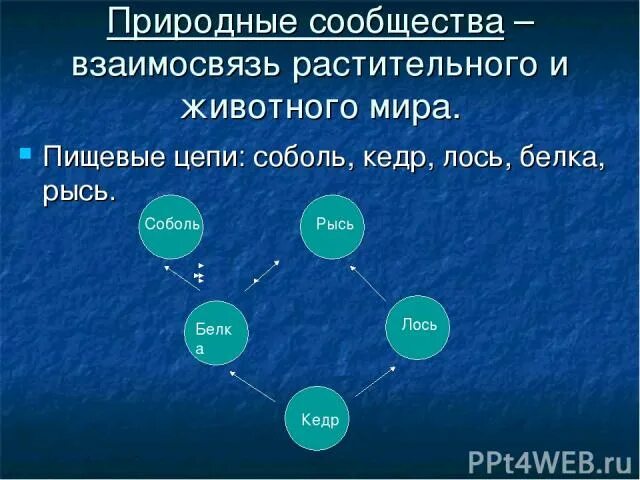 Сообщение взаимосвязи в природном сообществе