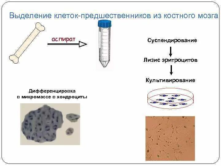 Выделение клетки. Выделение клеток для культивирования. Методы выделения клеток. Выделение и культивирование МСК костного мозга. Любая клетка выделяет