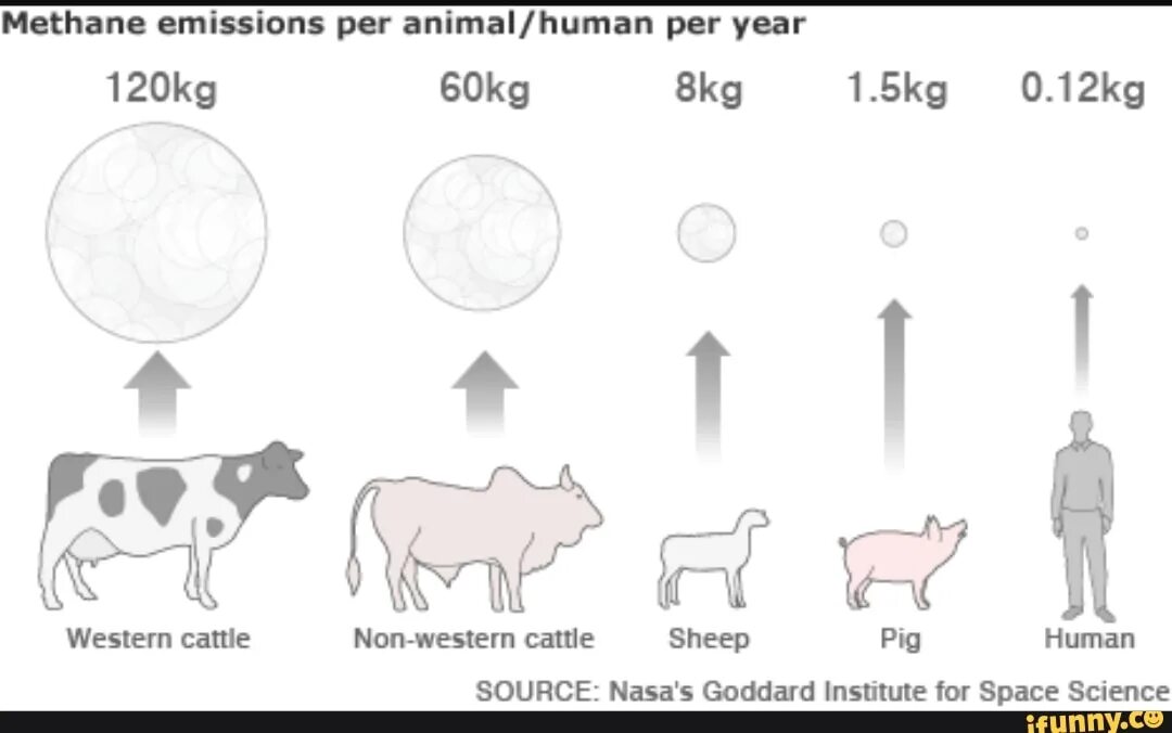 Сколько газа выделяет человек. Сколько метана выделяет корова. Коровы выделяют метан в атмосферу. Выбросы метана от коров. Животные выделяющие метан.