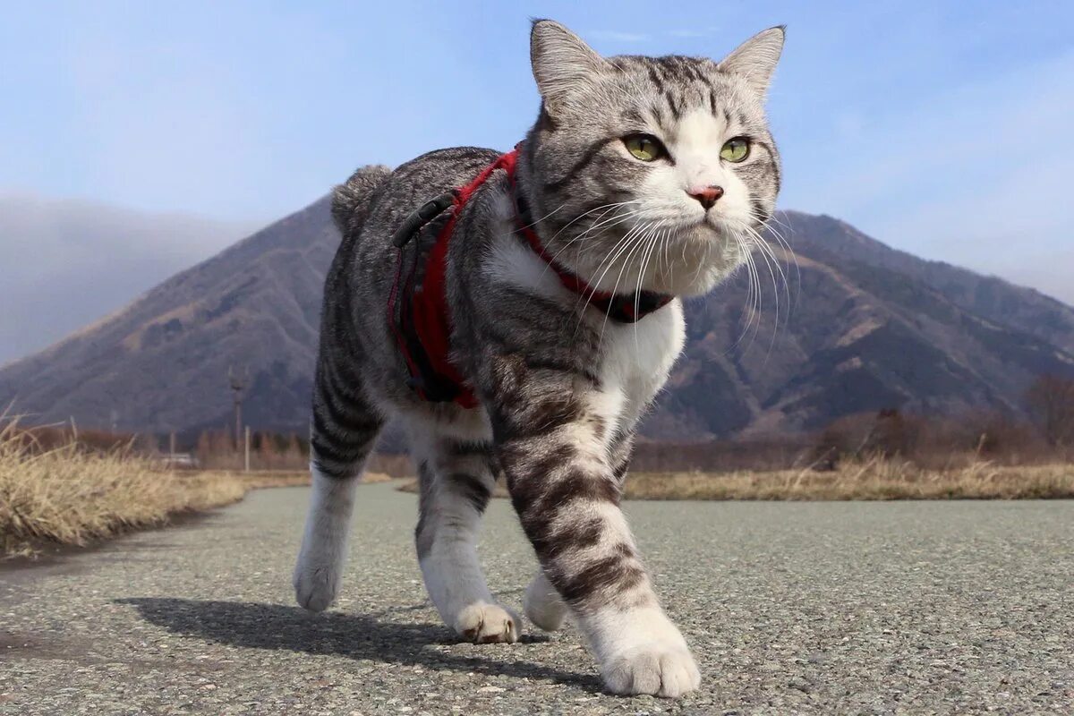 Кот идет. Кот идет вперед. Целеустремленный кот. Шагающий кот