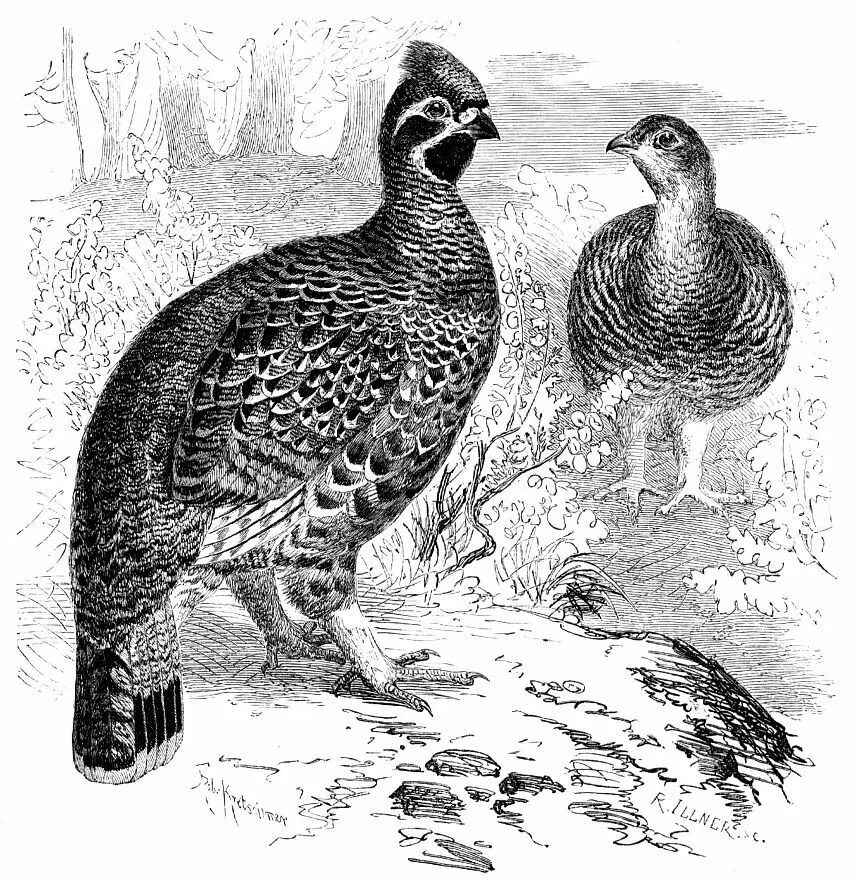 Глухарь тетерев рябчик. Tetrastes bonasia. Hazel Grouse. Гравюра "тетерев".