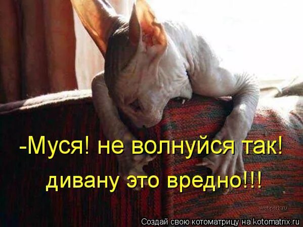 вы никогда не волнуетесь а это поможет. не волнуйся так я тебе не враг. я волнуюсь за тебя. все будет хорошо говорили они. муся картинки.
