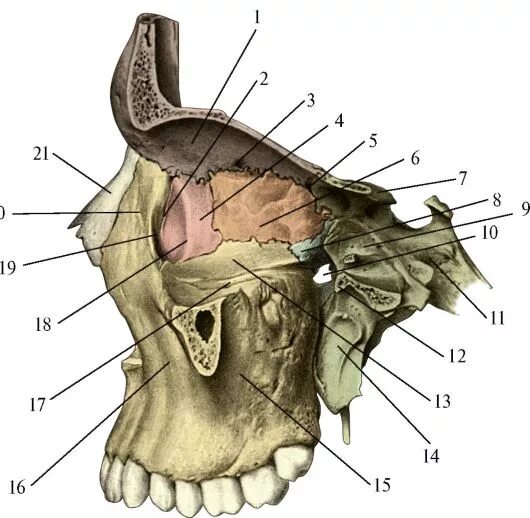 Части глазницы. Медиальная стенка глазницы. Каналис ИНФРАОРБИТАЛИС. Кости медиальной стенки глазницы. Глазница черепа анатомия стенки.