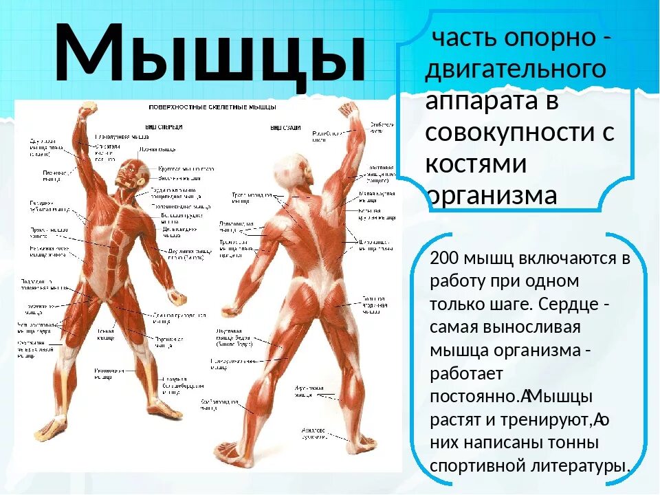 Опорно двигательная система какие функции. Мышцы человека. Строение мышц человека схема. Мышцы тела человека и их названия. Мышцы опорно двигательного аппарата.
