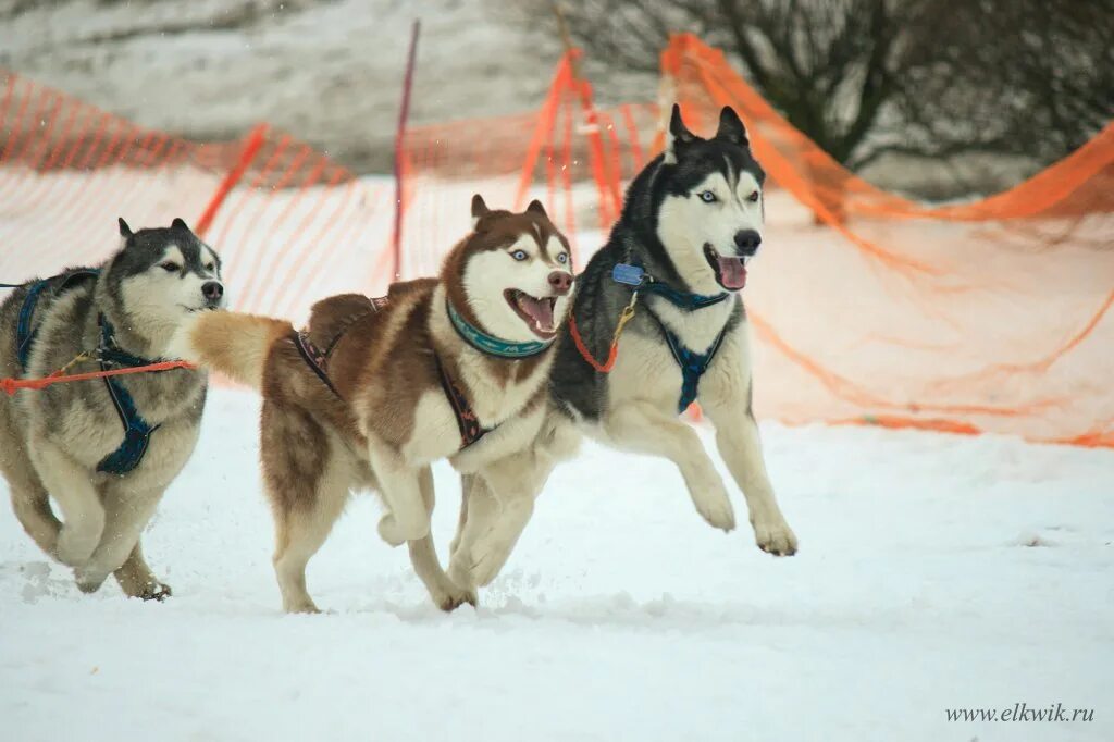 Собака демон из фильма снежные псы. Снежные псы (2002). Снежные псы 2. Собака в суздале. Снежные псы демон.