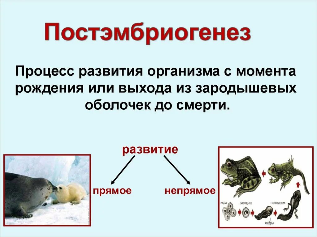 Стадии непрямого развития. Постэмбриональный период развития 10 класс биология. Процесс развития организма. Периоды постэмбрионального развития. Непрямое постэмбриональное развитие животных.