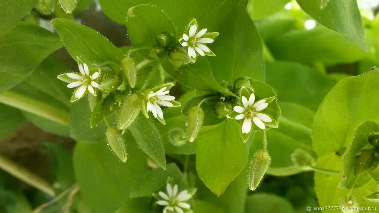 Мокрица звездчатка. Мокричник (звездчатка). Звездчатка средняя (Stellaria Media). Звездчатка средняя мокрица. Мокрица растение лечебные свойства