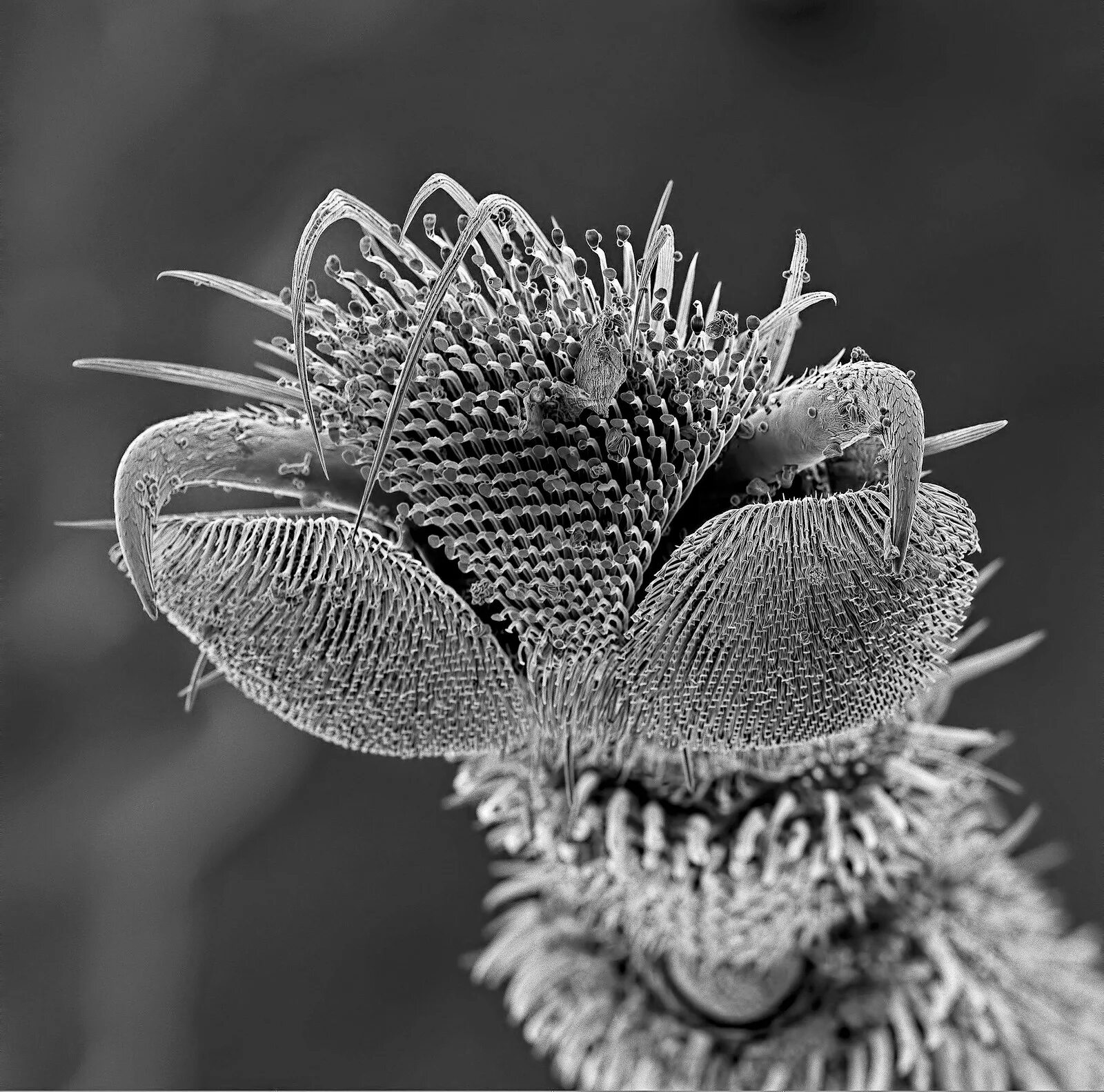 Лапка мухи под микроскопом. Муха под микроскопом. Лапы мухи под микроскопом. Лапка мухи в микроскопе.