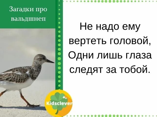 Ребус про птицу вальдшнеп. Ребусы про вальдшнеп. Загадка про птицу киви. Информационная карта про птицу вальдшнеп. Загадка про соловья