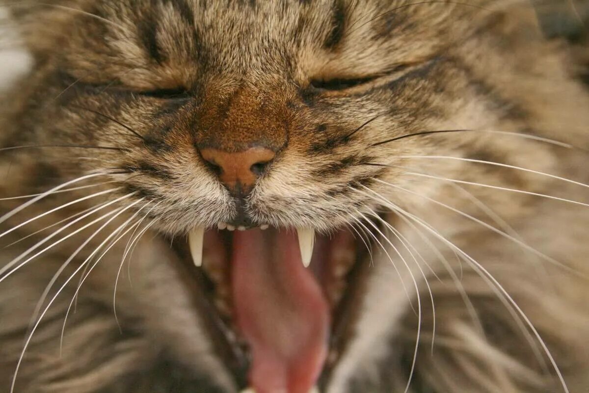 Орущий кот. Кричащий кот. Мяуканье кота. Кот зевает.