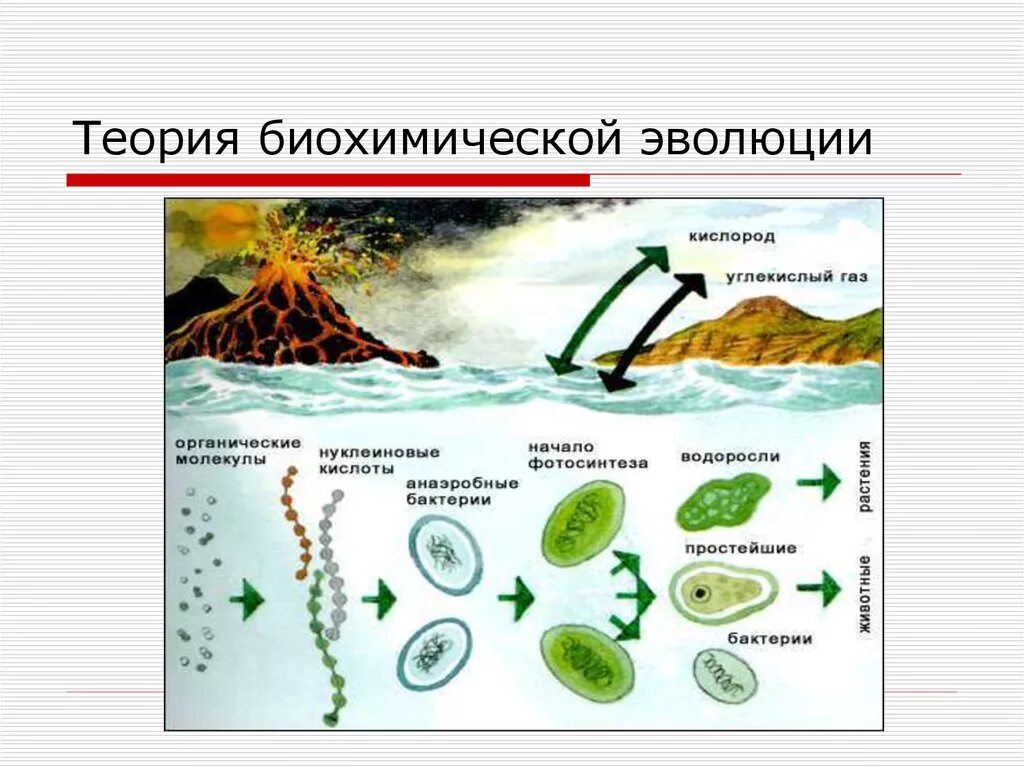 Теория биохимической эволюции Опарина. Биохимическая гипотеза схема. Опарин биохимическая Эволюция. Возникновение жизни на земле теория биохимической эволюции.