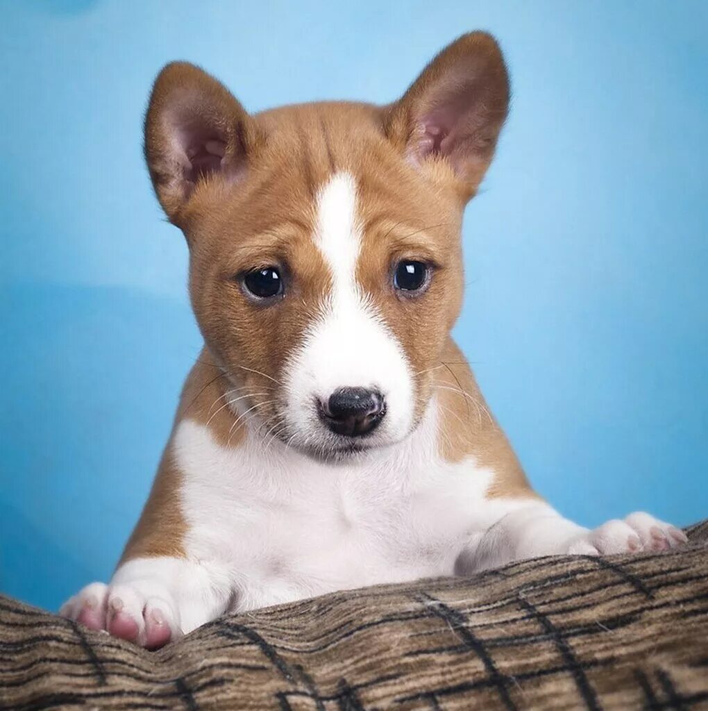 Как выглядит собака басенджи Pin by Jaguar Clarke on Basenji Basenji puppy, Basenji dogs, Cute dogs