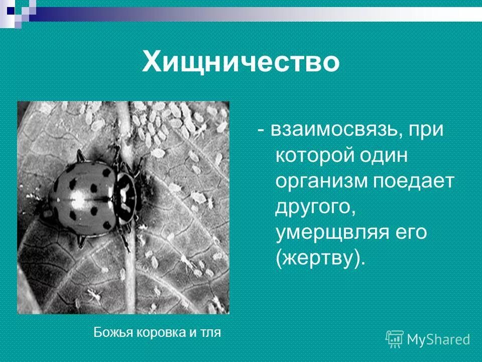 характер взаимоотношений хищничество. гетеротрофы. поедающие другие организмы. способы добывания пищи у животных. поедающие другие организмы.
