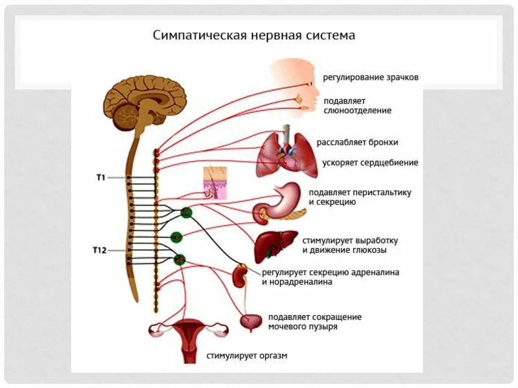 Парасимпатический отдел усиливает. Симпатический отдел вегетативной нервной системы. Схема строения симпатической нервной системы. Центры парасимпатического отдела вегетативной нервной системы. Нервная система человека схема симпатическая и парасимпатическая.