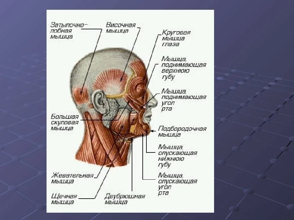 Как называется затылок. Мышцы головы. Мышцы затылка. Мышцы на затылке головы. Затылок строение мышц.
