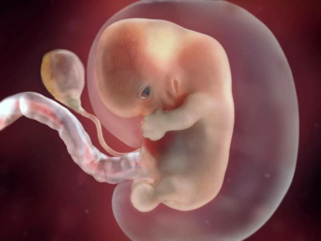 Эмбрион на 8 неделе беременности. Плод на 8 неделе беременности. 8 Недель беременности Эмбрио. 8 Недель беременности фото эмбриона. Состояния при 8 неделях