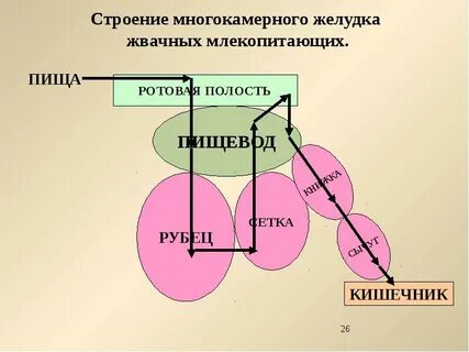 Отделы желудка жвачных млекопитающих