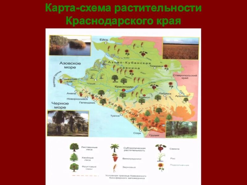 В какой природной зоне располагается краснодарский край. Карта схема растительности Краснодарского края. Растительность природных зон Краснодарского края карта. Растительный мир Краснодарского края карта.