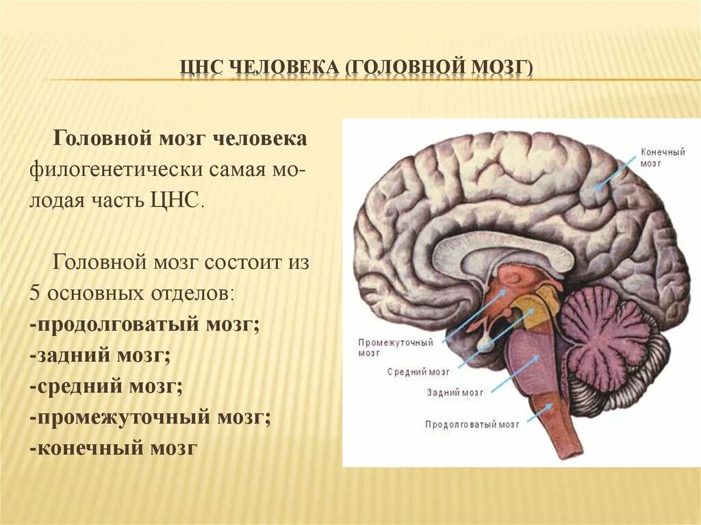 ЦНС головной мозг строение. Строение основных отделов центральной нервной системы. Строение головного мозга анатомия ЦНС. Строение центральной нервной системы: головного мозга.