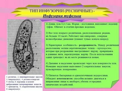 Органы выделения у одноклеточных