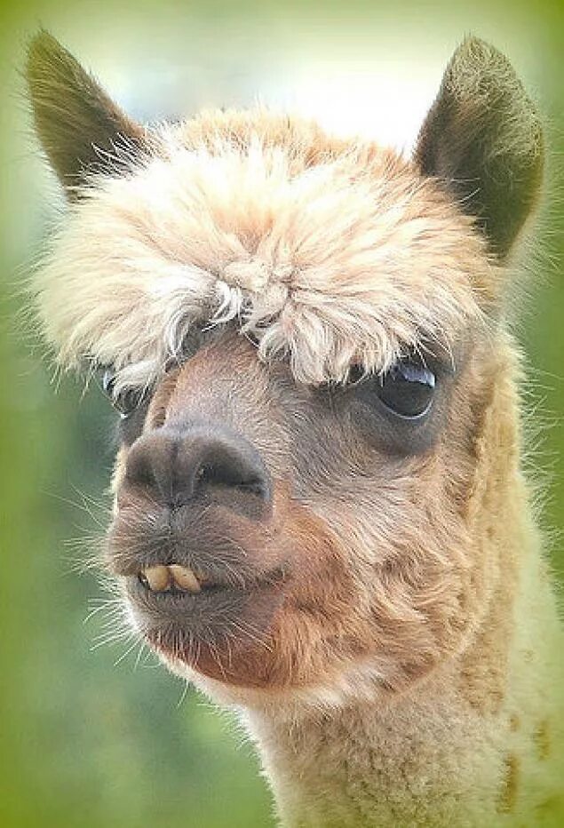 Dents de lama - Adorable smiling funny looking white lama with big front teeth l