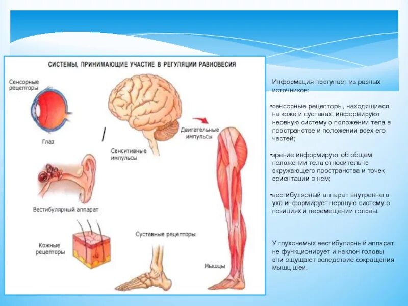 Рецепторы мышечного чувства. Мышечное чувство схема. Рецепторы воспринимающие положение тела в пространстве. Информация от рецепторов кожи мышц и органов чувств поступает. Органы равновесия мышечного чувства