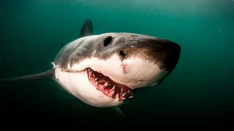 Нағыз секс кештері