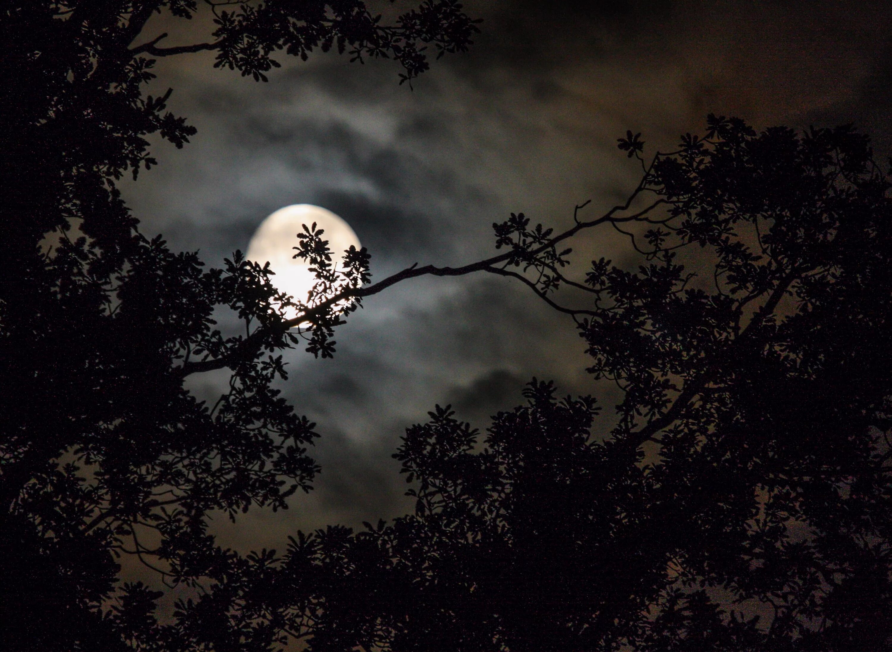 Луна сквозь деревья. Лунная ночь. Ночь Луна. Ночное небо с луной. Ночной лес с луной.