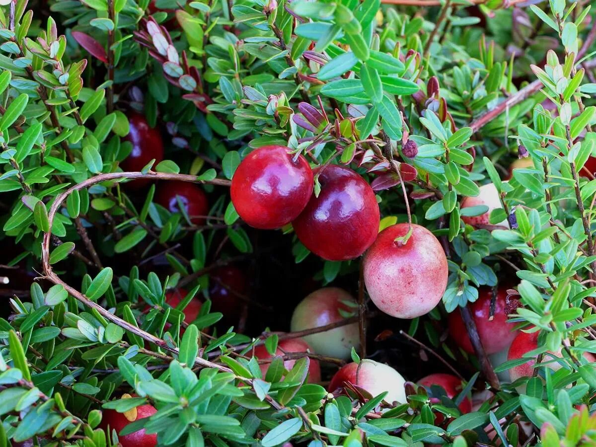 Клюква пилигрим описание сорта. Описание сортов клюквы. Клюква крупноплодная бен лир. Клюква крупноплодная пилигрим. Клюква крупноплодная ерли блэк (oxycóccus early black).