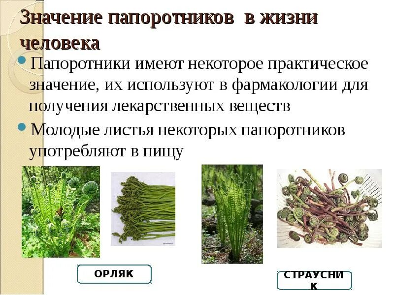 Каково значение хвощей в жизни человека. Каково значение хвощей в жизни человека