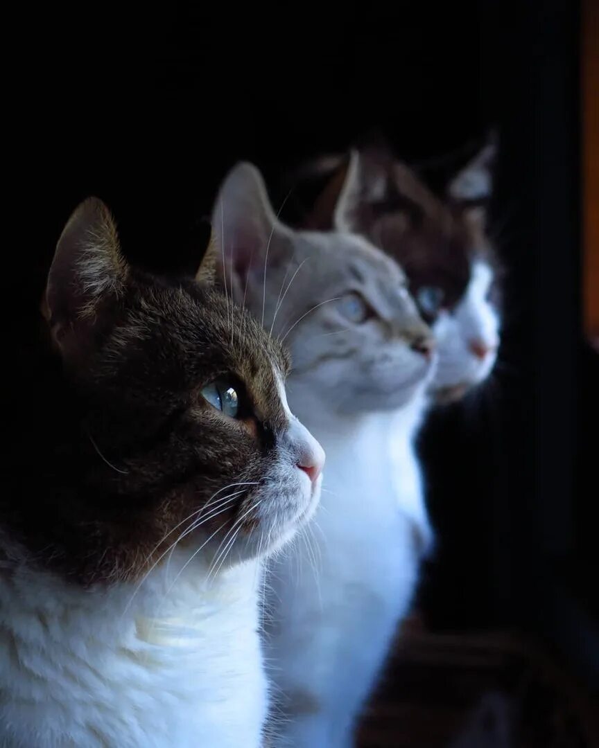 Нет 3 кошки. Три кошки. Три кота. Три кота фото. Кот смотрит в сторону.