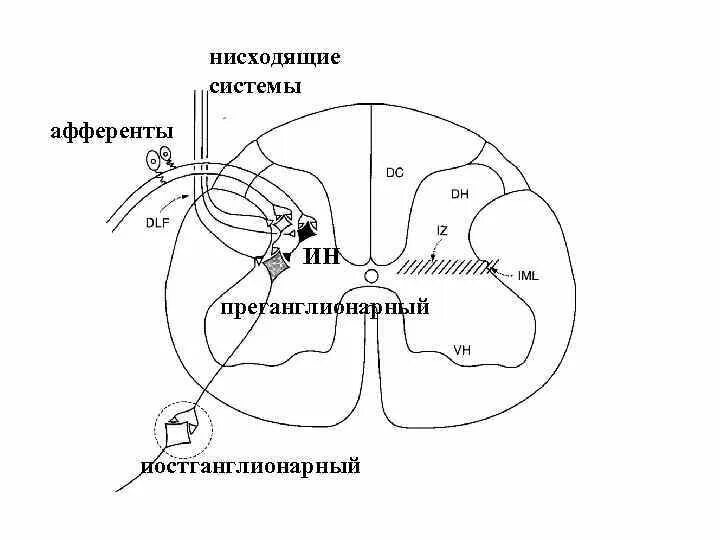 Нисходящая система. Рефлекторная дуга симпатической и парасимпатической нервной системы. Симпатическая и парасимпатическая рефлекторная дуга схема. Парасимпатическая рефлекторная дуга схема. Рефлекторная дуга симпатической нервной системы физиология.