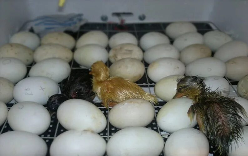 Чем кормить цыплят после вылупления из инкубатора. Инкубация гусиные гусиные яйца. Инкубация утки голубой Фаворит. Инкубационное яйцо индоутки. Вес яйца индоутки.