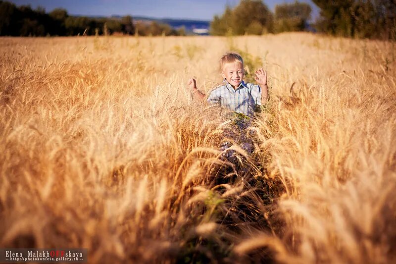 ребенок с раскинутыми руками. дети во ржи. фотосессия в поле. мальчик стоя в поле. 2 брата стоят в поле.