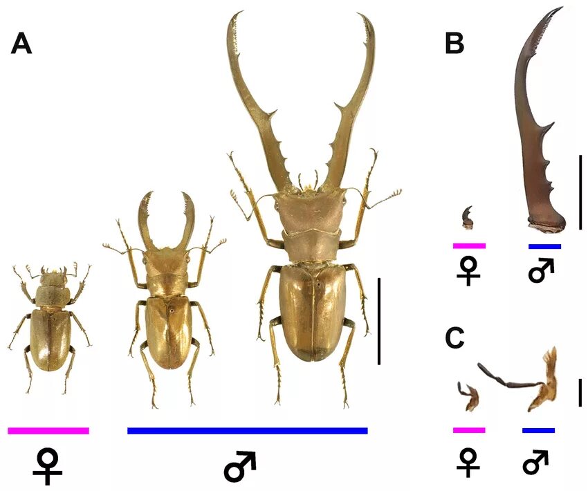 Какой тип развития характерен для жука. Cyclommatus metallifer. Золотой Жук олень. Cyclommatus elaphus. Золотистый Жук олень.