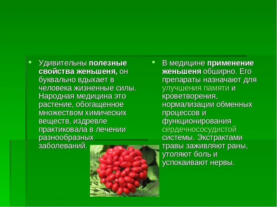 Можно ли пить женьшень. Женьшень растение. Женьшень лекарственное растение. Полезные свойства женьшеня. Женьшень характеристика.